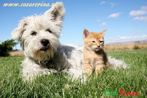 vacanza-cani-gatti (1)